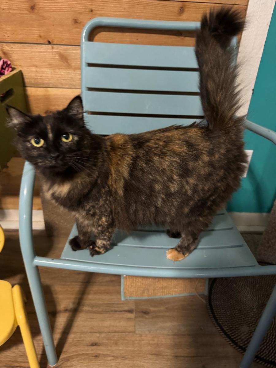 Enlarge Hazel, a Adoptable Domestic Short Hair in Temecula, CA image 1/4