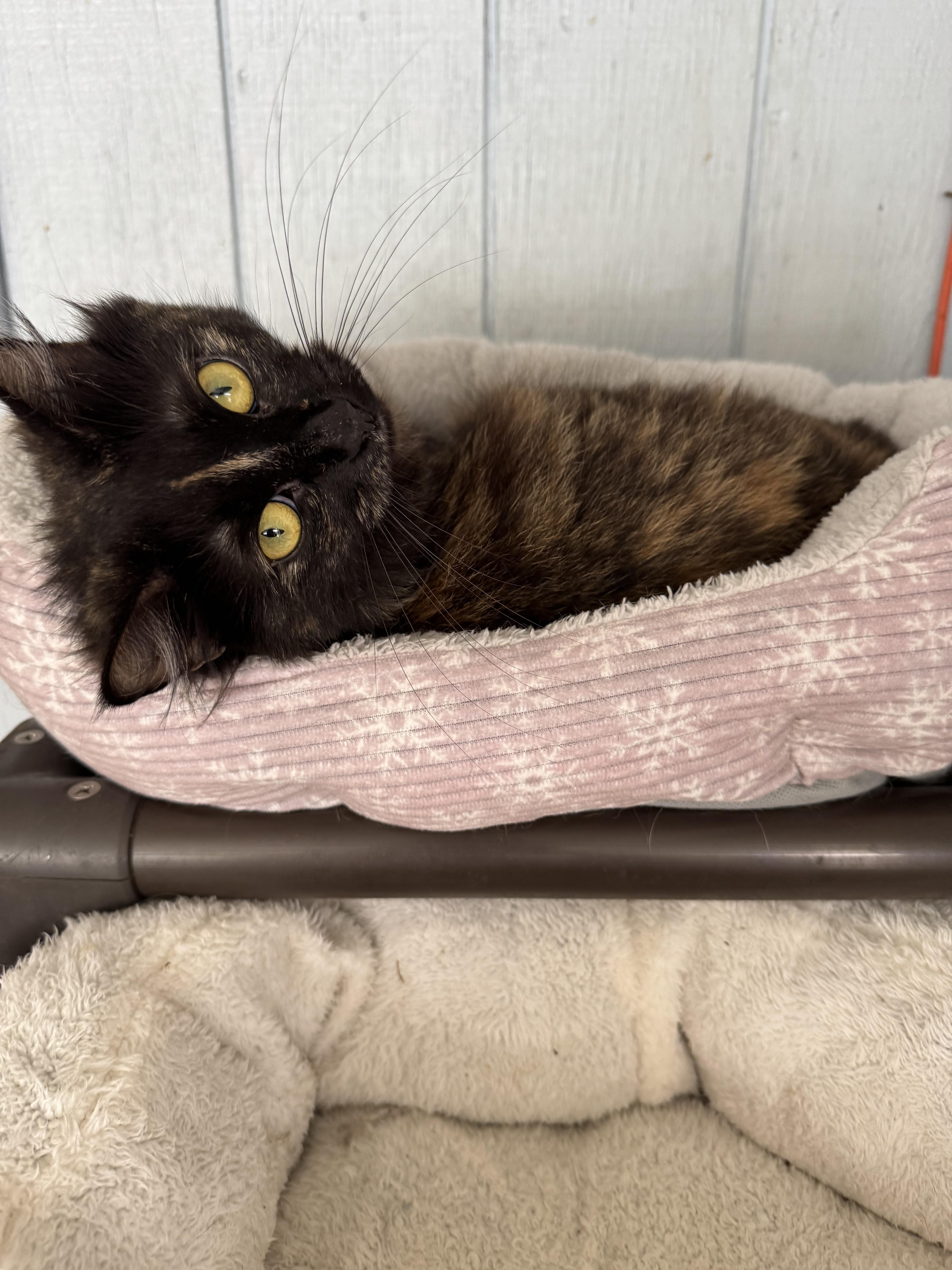 Enlarge Hazel, a Adoptable Domestic Short Hair in Temecula, CA image 2/3