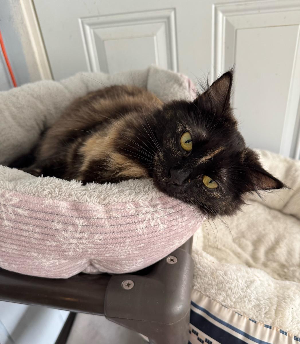 Hazel, Adoptable, Adult Female Domestic Short Hair.