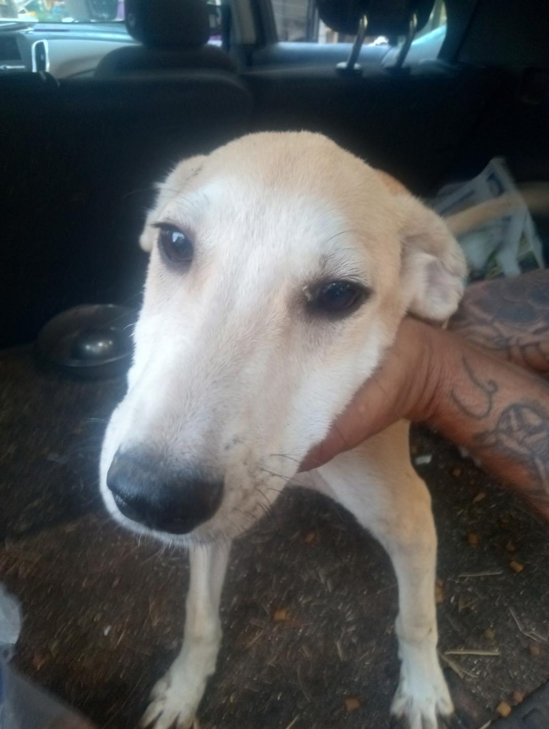 Enlarge Finn, a Adoptable mixed breed in Mena, AR image 2/2