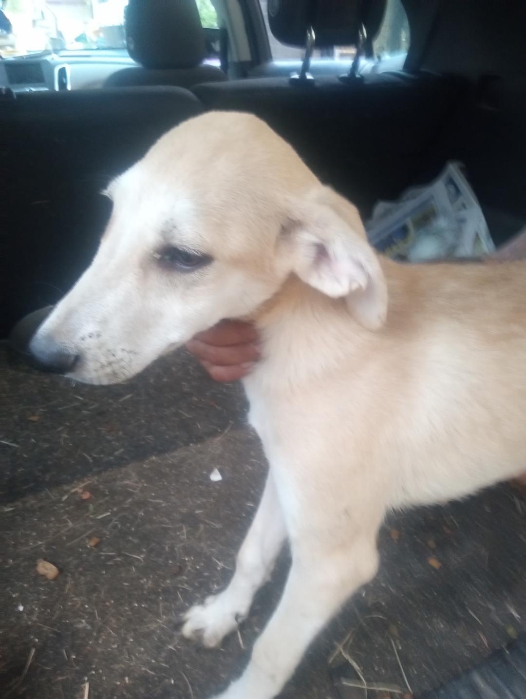 Finn, Adoptable, Puppy Male Chihuahua.
