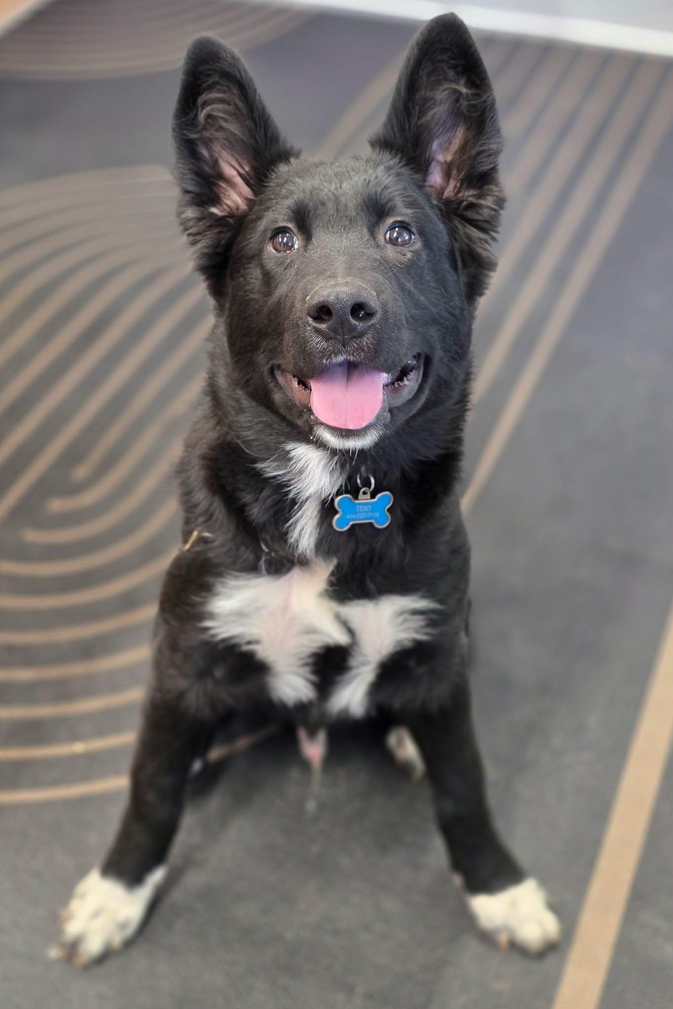 Enlarge Ollie, a Adoptable mixed breed in Shelby, MI image 1/1