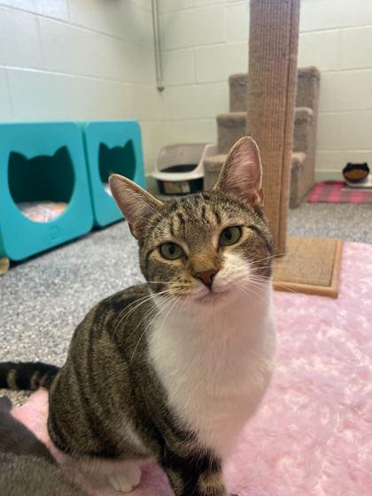 Wallflower, Adoptable, Young Female Domestic Short Hair & Domestic Short Hair.