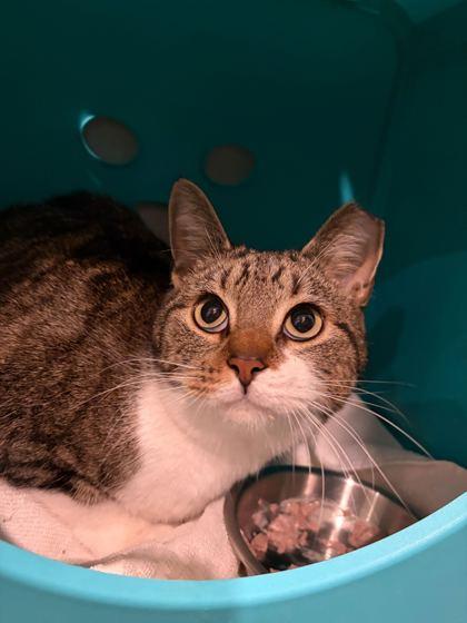 Enlarge Wallflower, a Adoptable mixed breed in Louisville, KY image 2/3