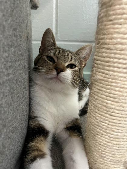 Enlarge Wallflower, a Adoptable mixed breed in Louisville, KY image 3/3