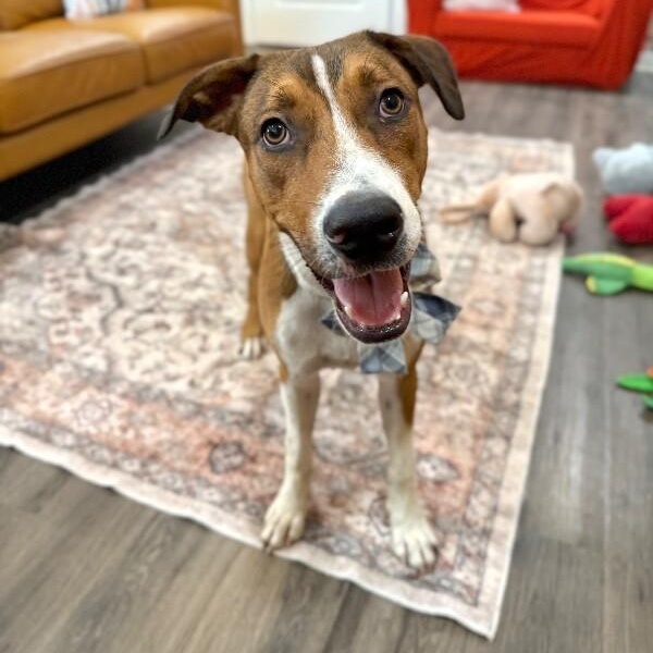 George the goodest boy