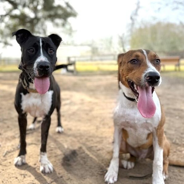 George the goodest boy — thumbnail 4