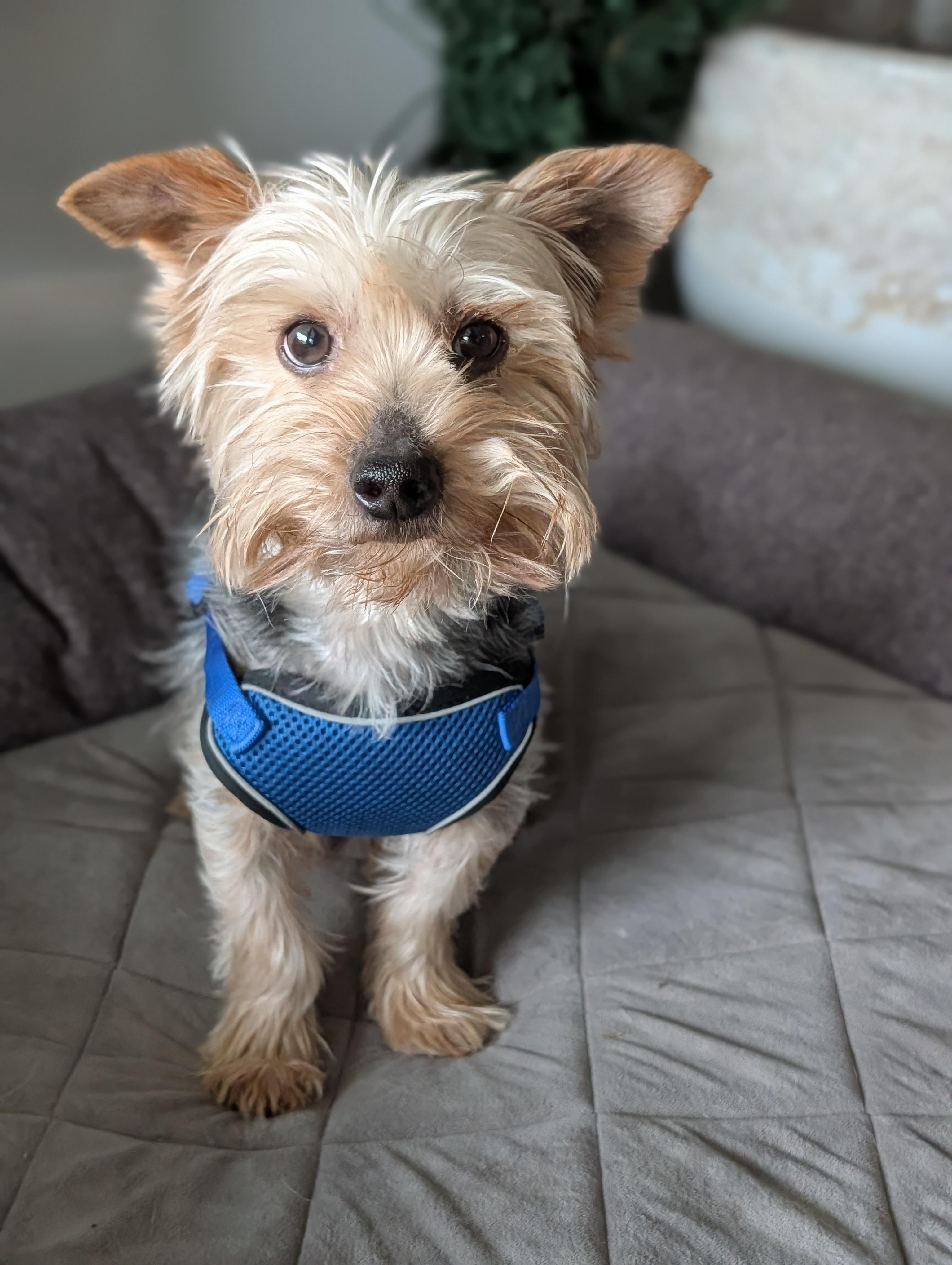 Terry, an adoptable Yorkshire Terrier in Baton Rouge, LA image 2/2