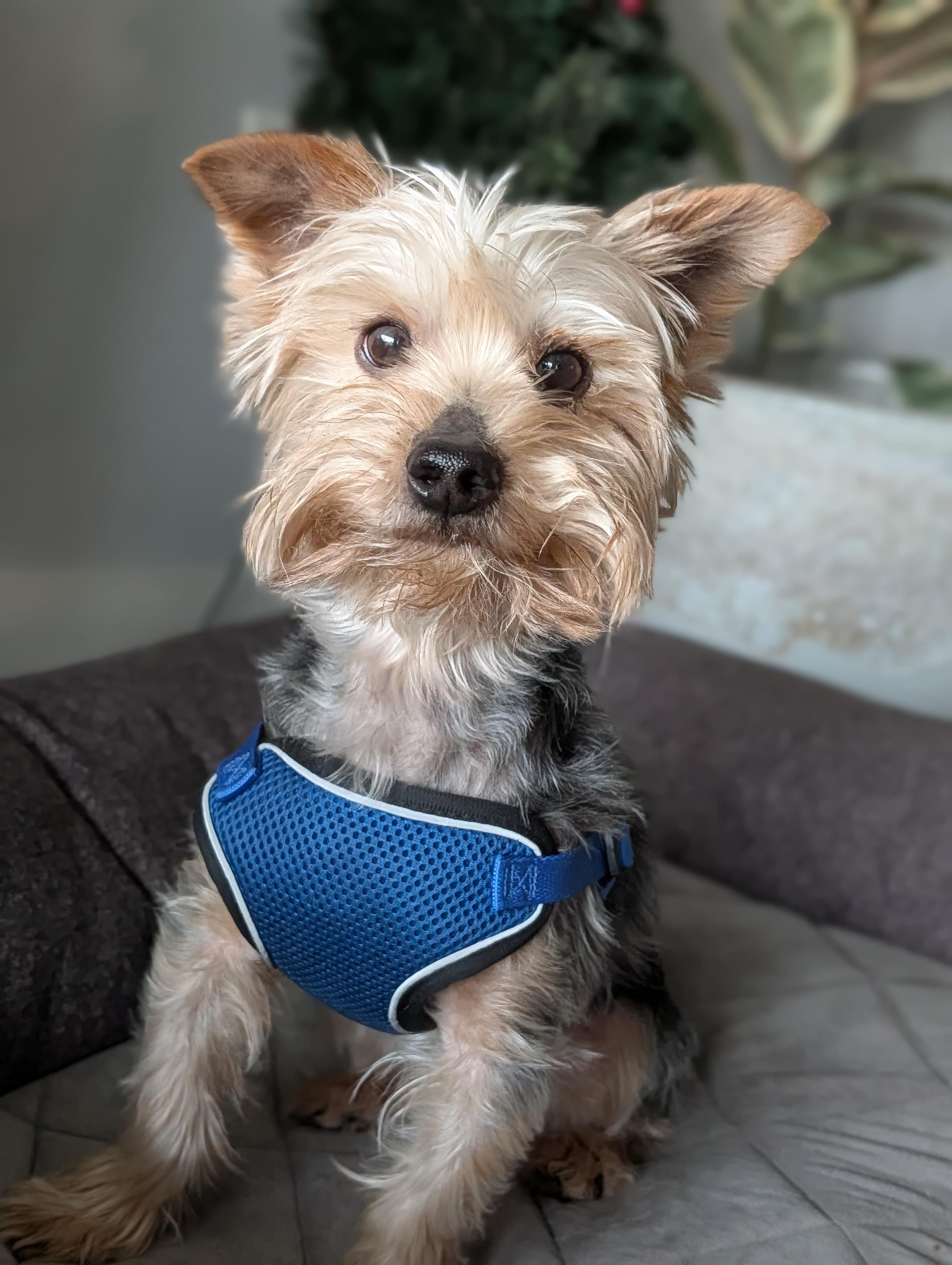Terry, adoptable, Young Male Yorkshire Terrier.