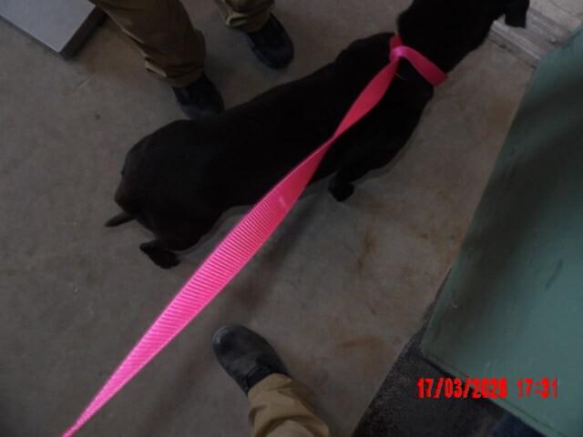 Honey, Adoptable, Adult Female Mixed Breed.