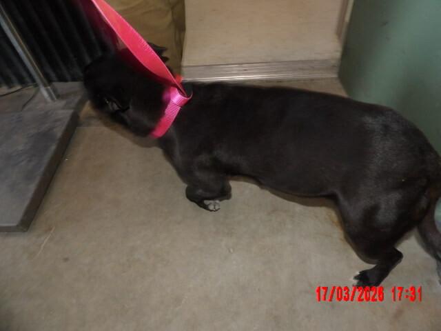 Enlarge Honey, a Adoptable Mixed Breed in Hobbs, NM image 2/4