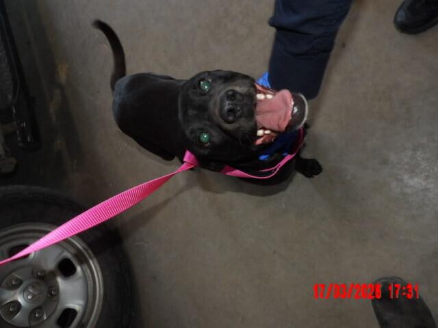 Enlarge Honey, a Adoptable Mixed Breed in Hobbs, NM image 3/4