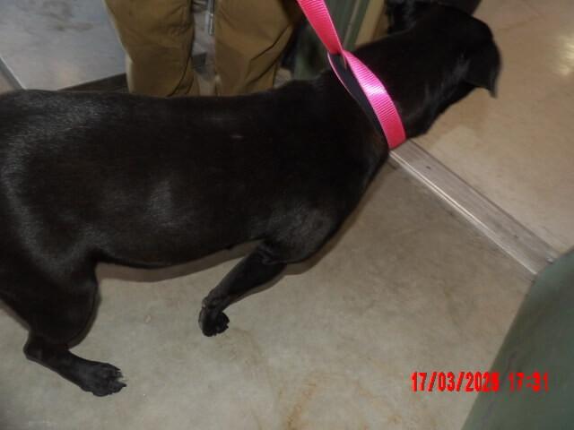 Enlarge Honey, a Adoptable Mixed Breed in Hobbs, NM image 4/4