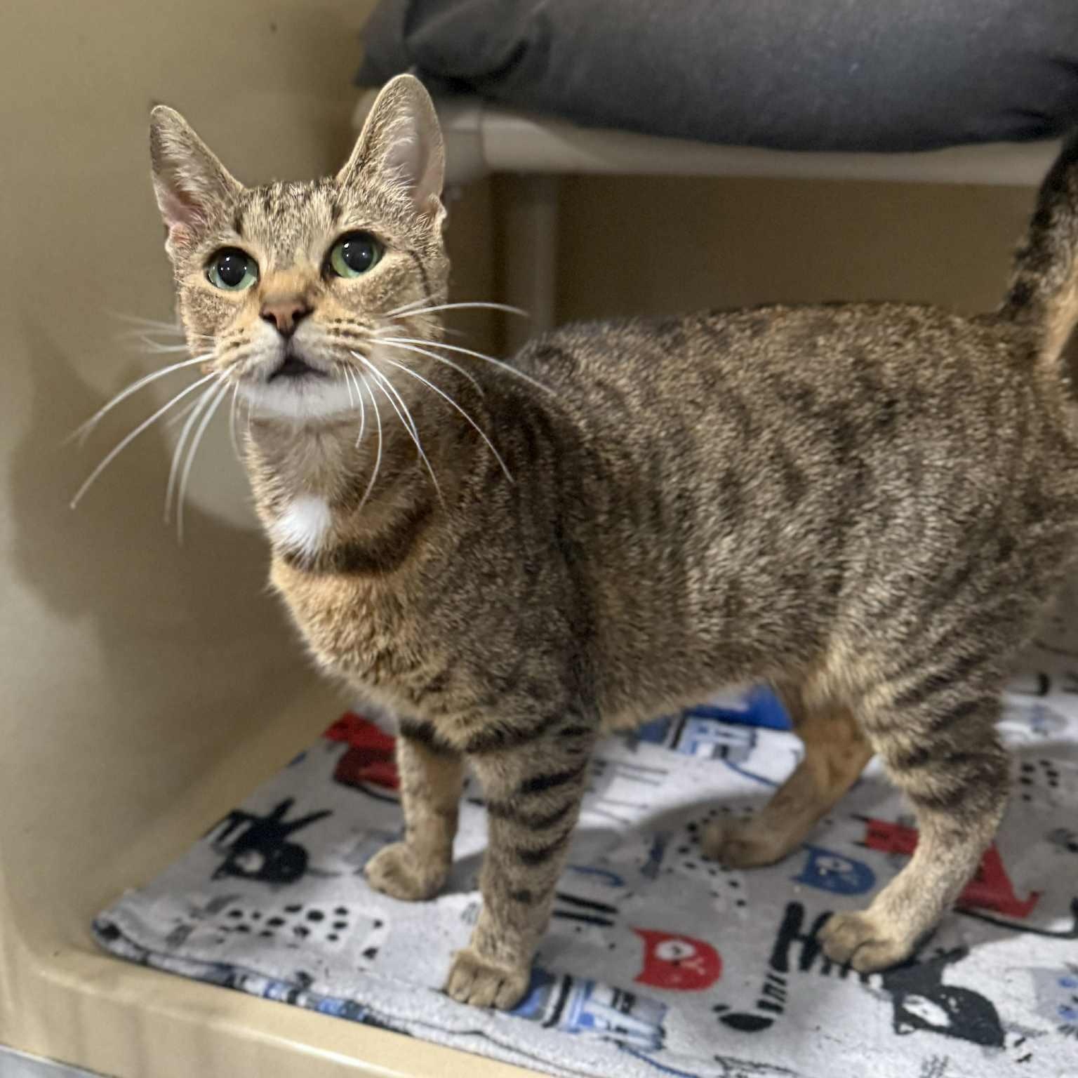 Courtney, Adoptable, Young Female Domestic Short Hair & Tabby.