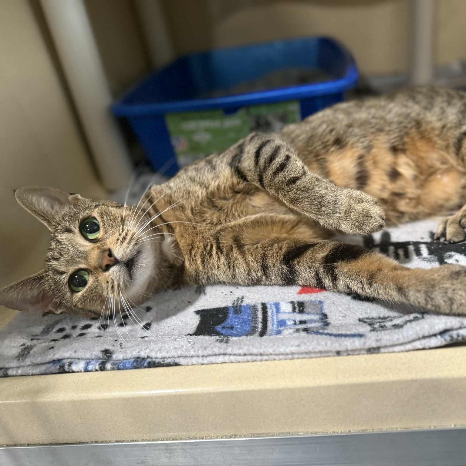 Courtney, a Adoptable mixed breed in Penn Yan, NY image 2/2