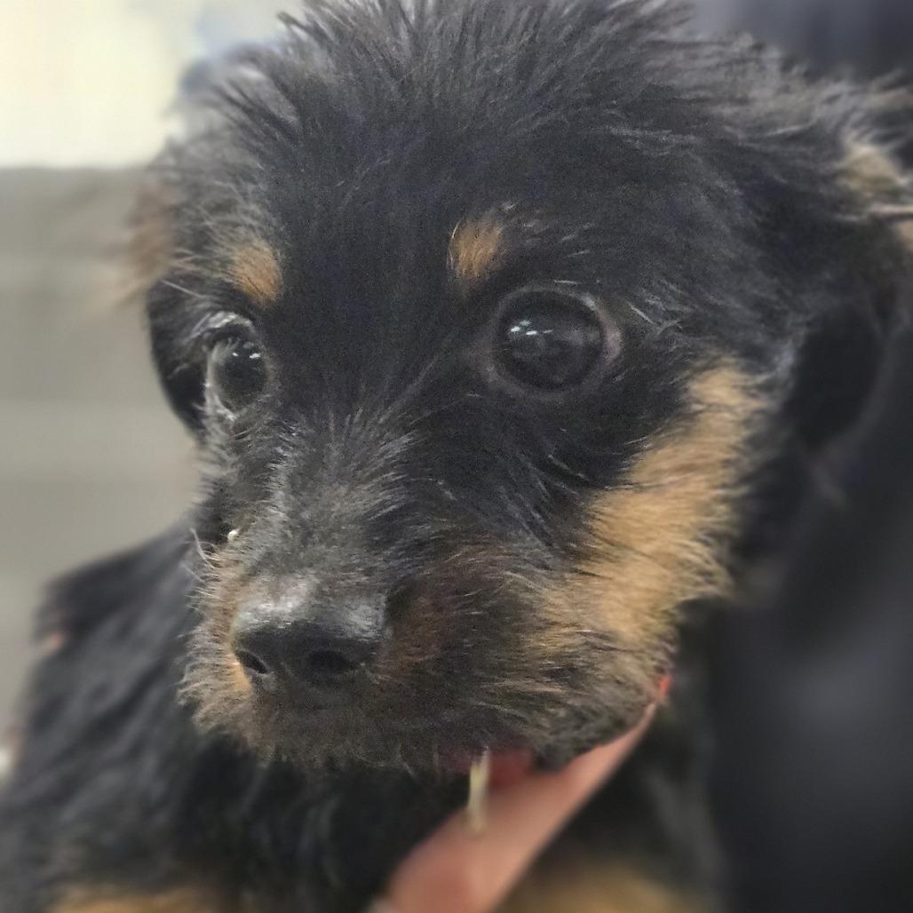 Sherbert, Adoptable, Puppy Male Mixed Breed.