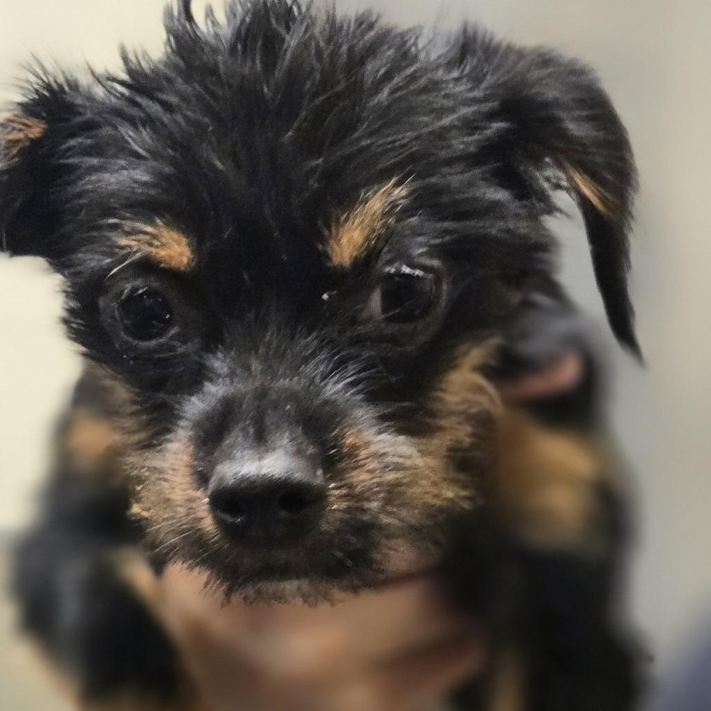 Sherbert, a Adoptable Mixed Breed in Sonoma, CA image 2/6