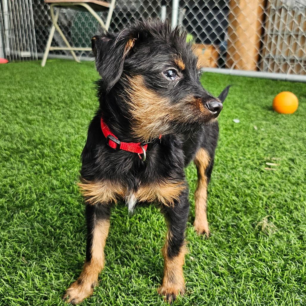 Sherbert, a Adoptable Mixed Breed in Sonoma, CA image 3/6