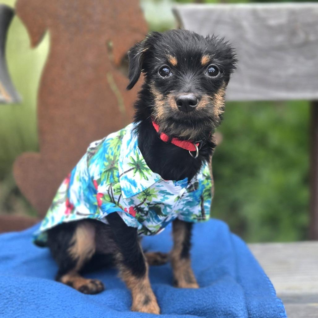 Sherbert, a Adoptable Mixed Breed in Sonoma, CA image 4/6