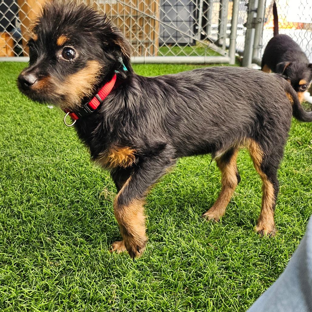 Sherbert, a Adoptable Mixed Breed in Sonoma, CA image 5/6