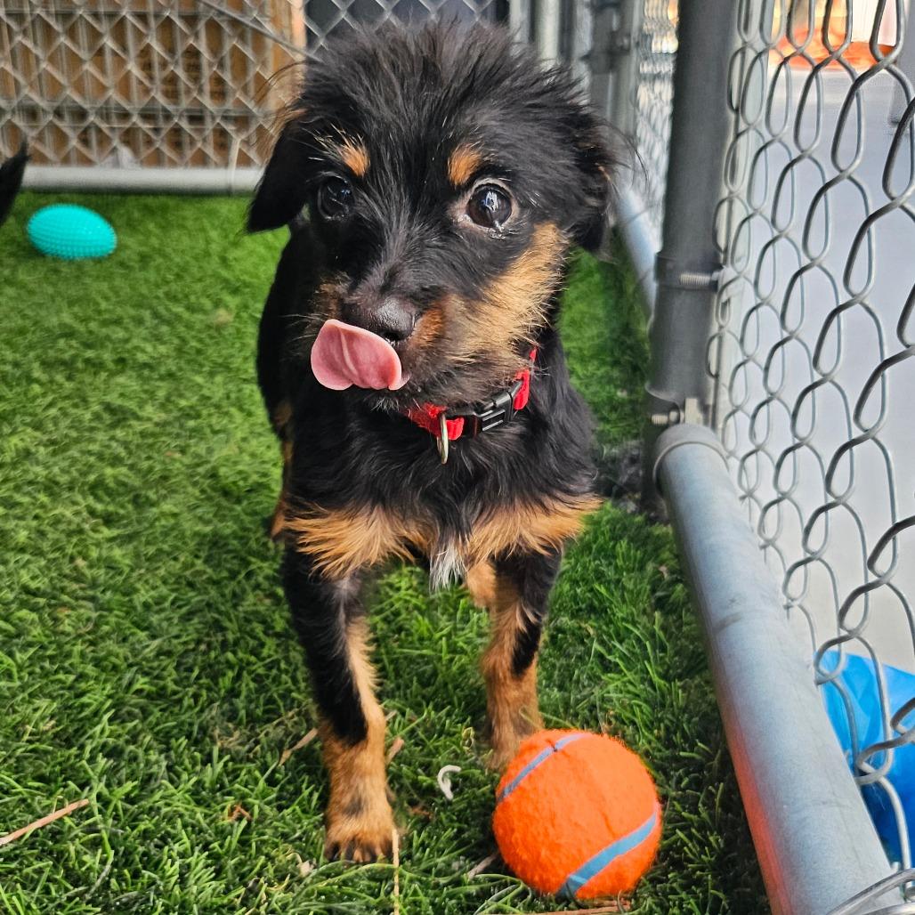 Sherbert, a Adoptable Mixed Breed in Sonoma, CA image 6/6