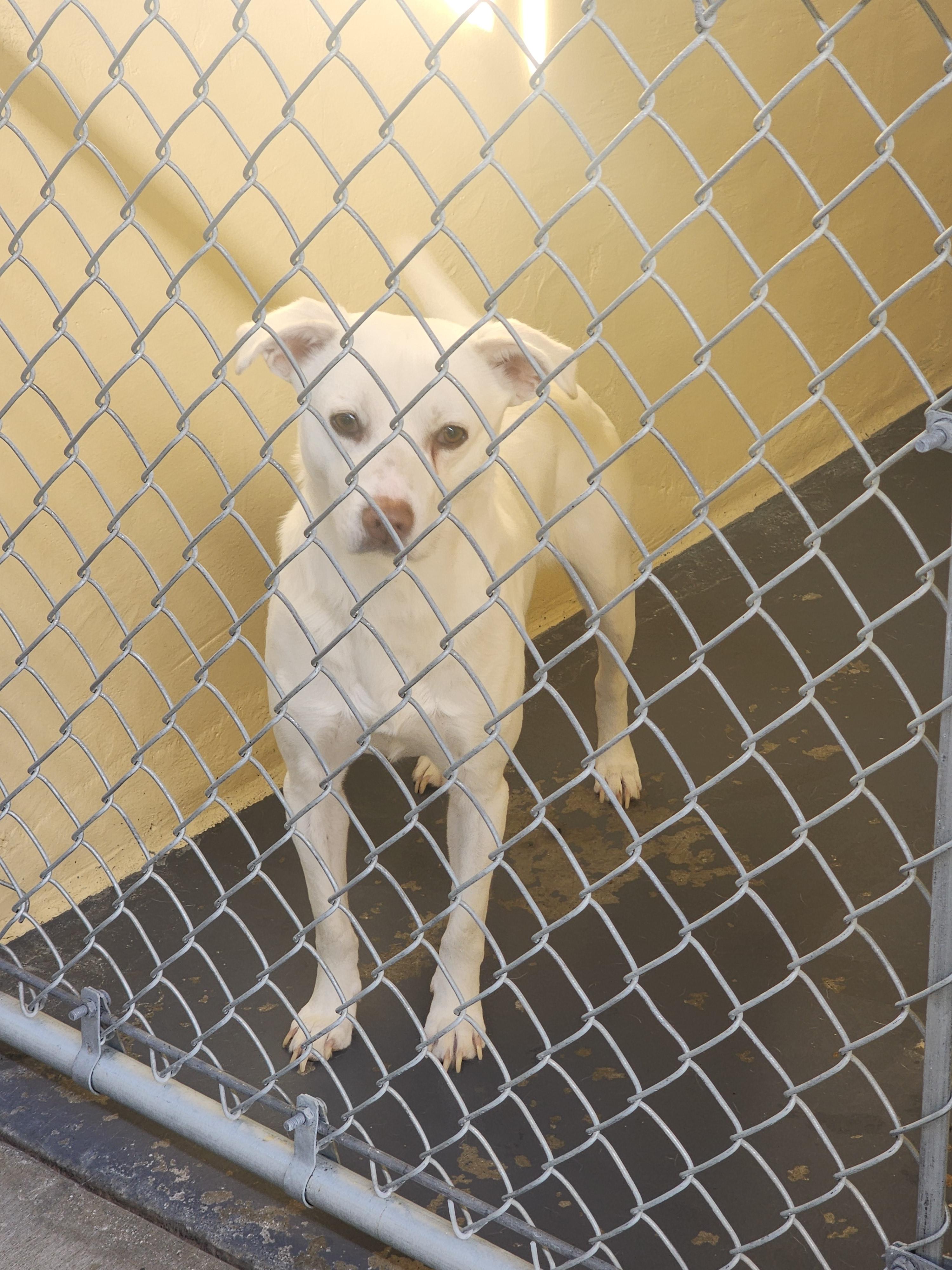KC25-220, ADOPTABLE, Adult Male Labrador Retriever.