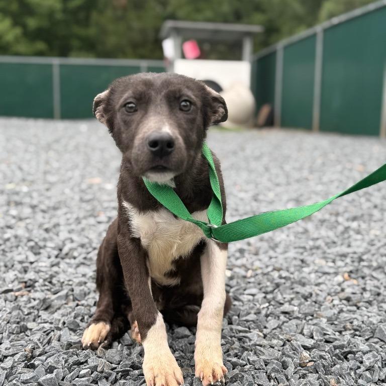 Abel, Adoptable, Young Male Mixed Breed.