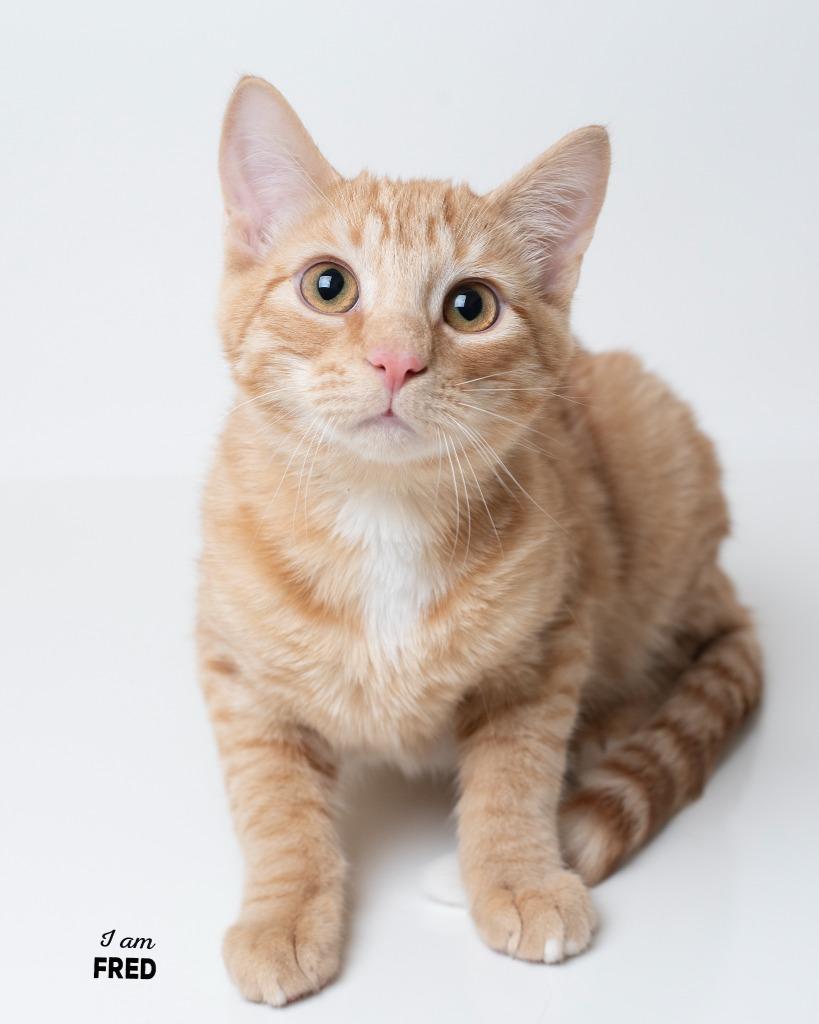 Fred bonded to Garfield, Adoptable, Young Male Domestic Short Hair.