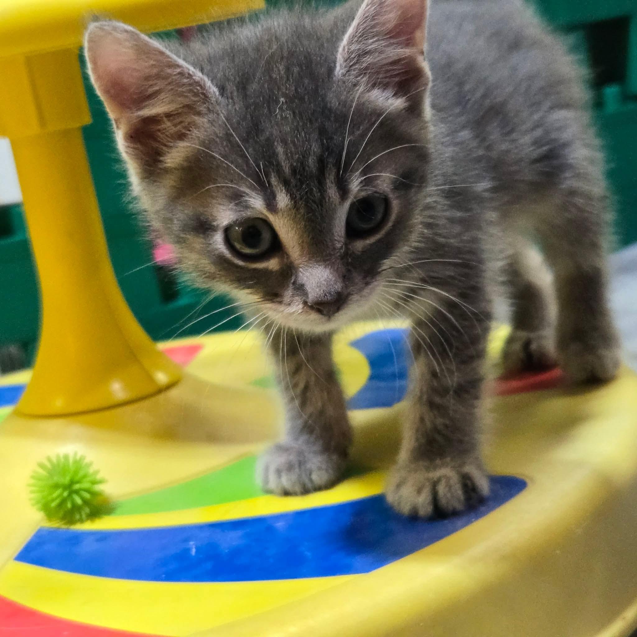 Carl, ADOPTABLE, Kitten Male Domestic Short Hair.