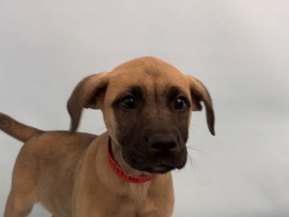 Chiffon, Adoptable, Puppy Female Shepherd & Mixed Breed.