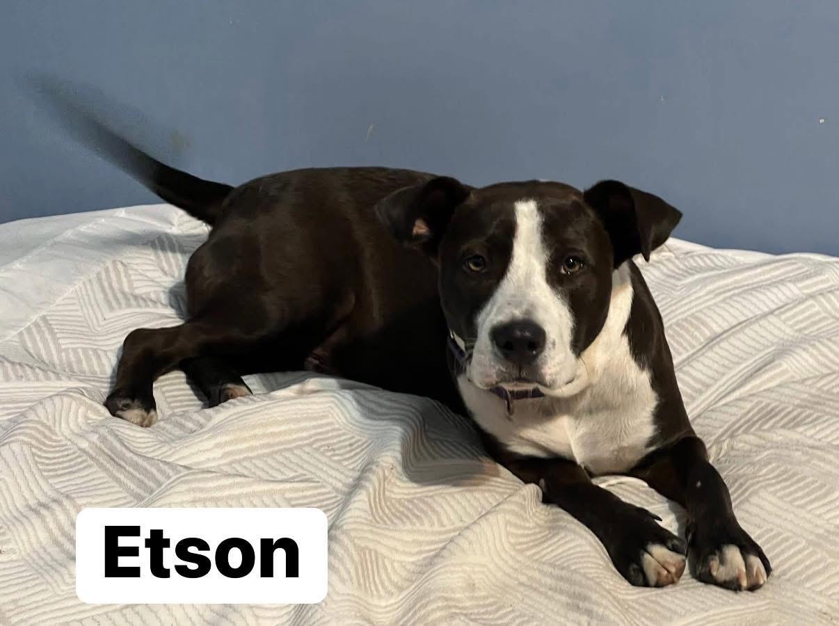 Enlarge Etson, a Adoptable mixed breed in Elburn, IL image 3/6