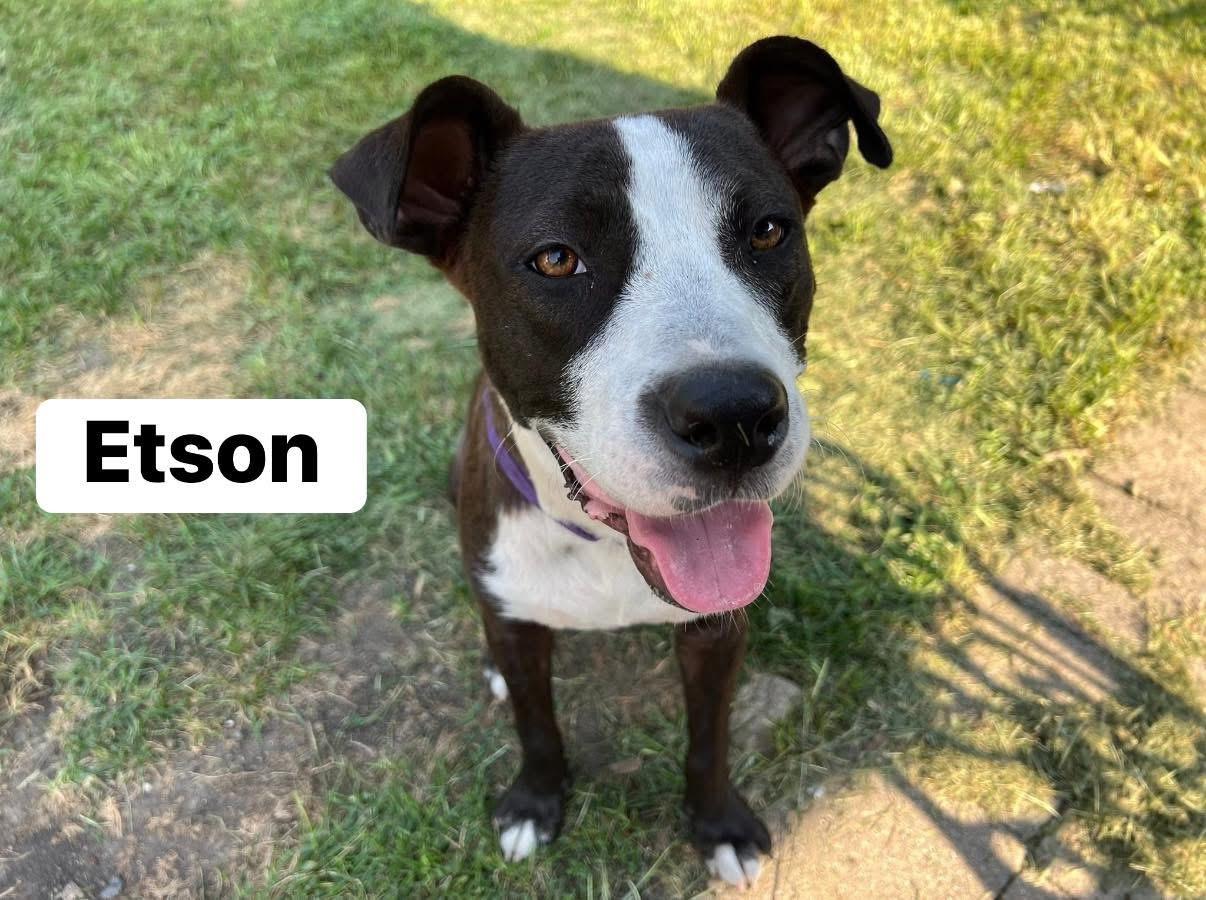 Enlarge Etson, a Adoptable mixed breed in Elburn, IL image 1/6