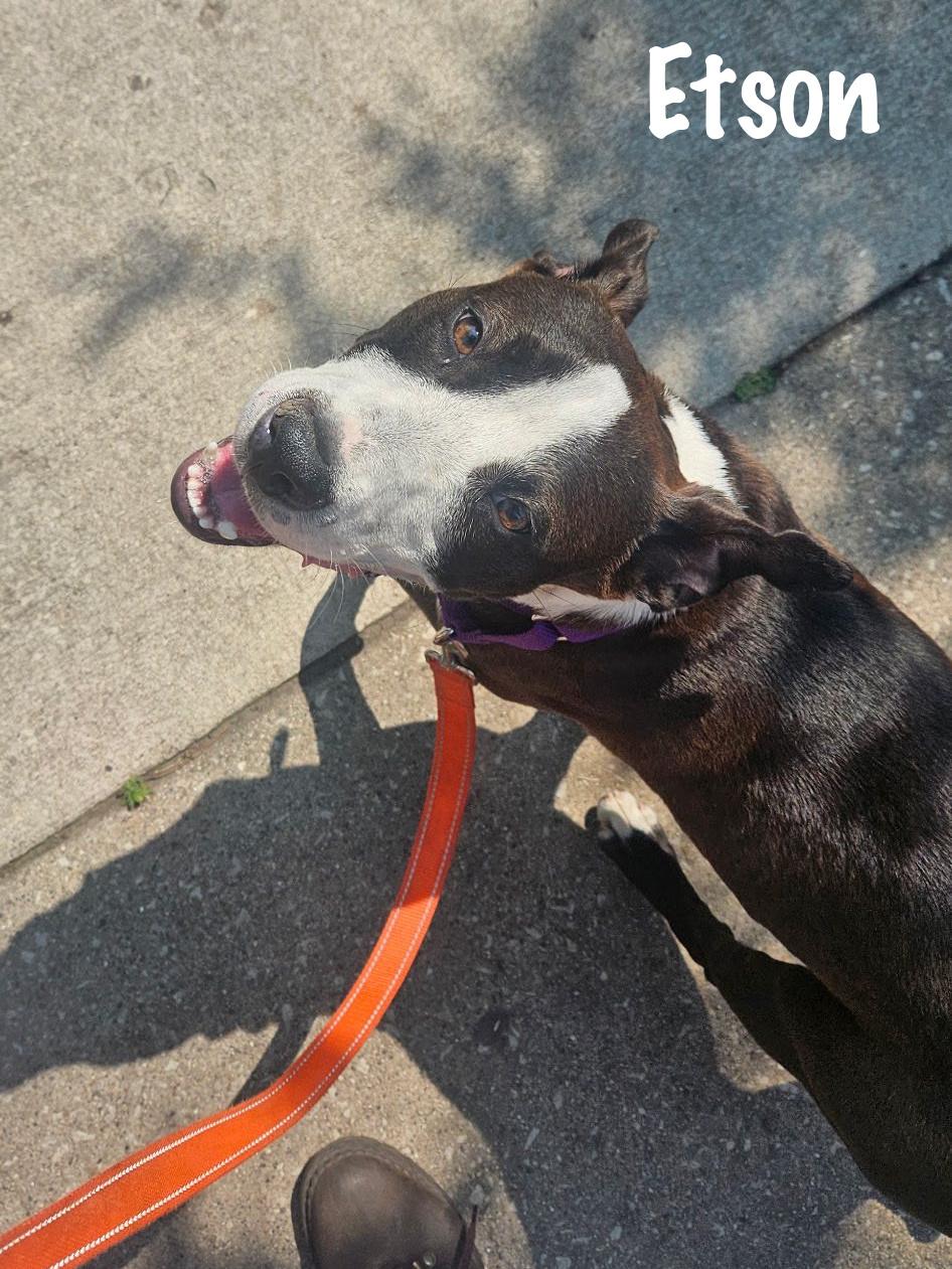 Enlarge Etson, a Adoptable mixed breed in Elburn, IL image 5/6