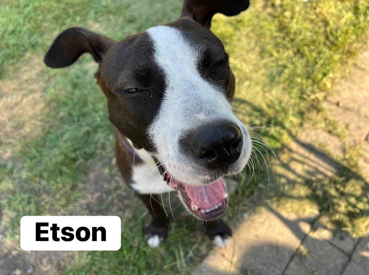 Enlarge Etson, a Adoptable mixed breed in Elburn, IL image 2/6