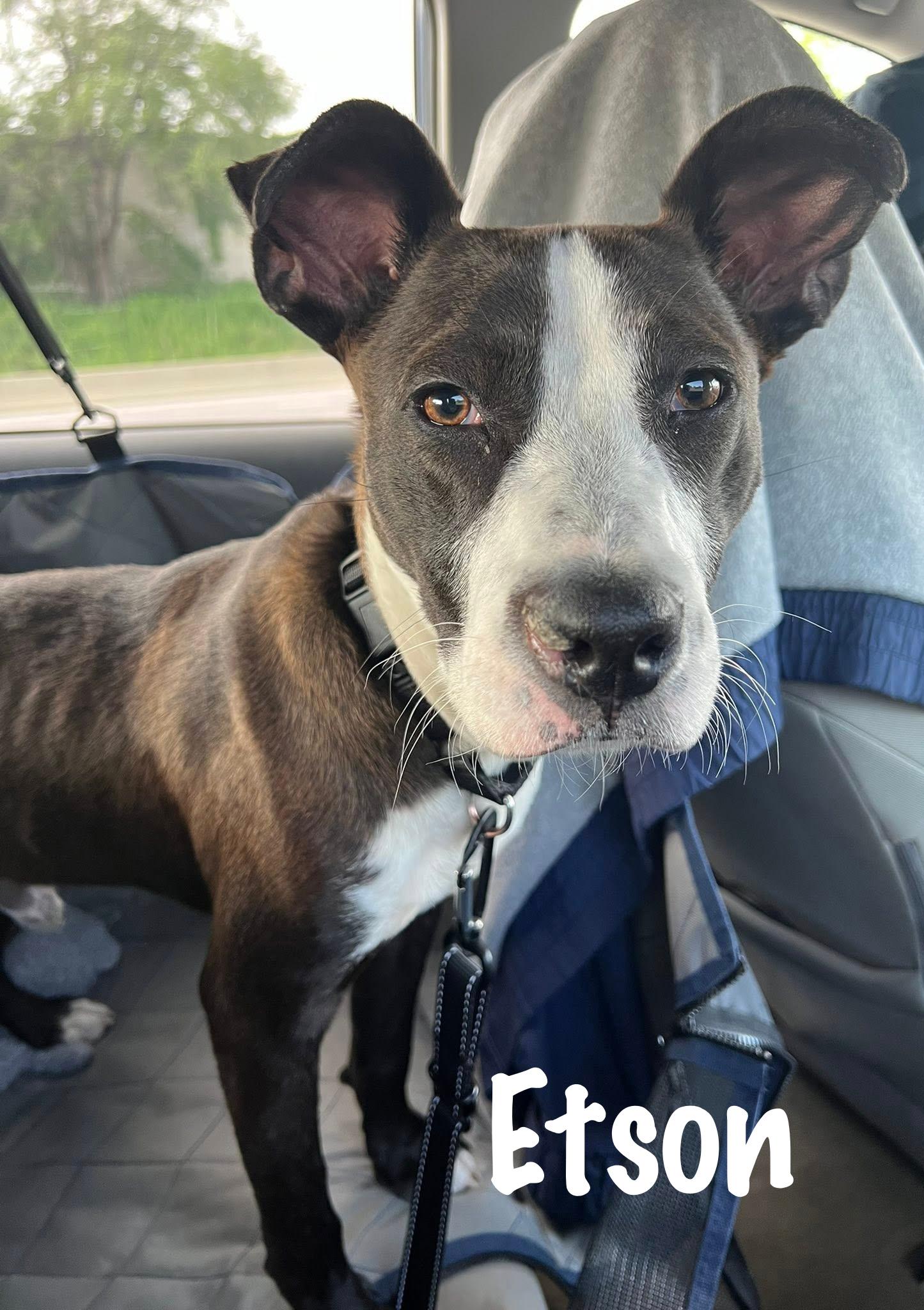 Enlarge Etson, a Adoptable mixed breed in Elburn, IL image 6/6