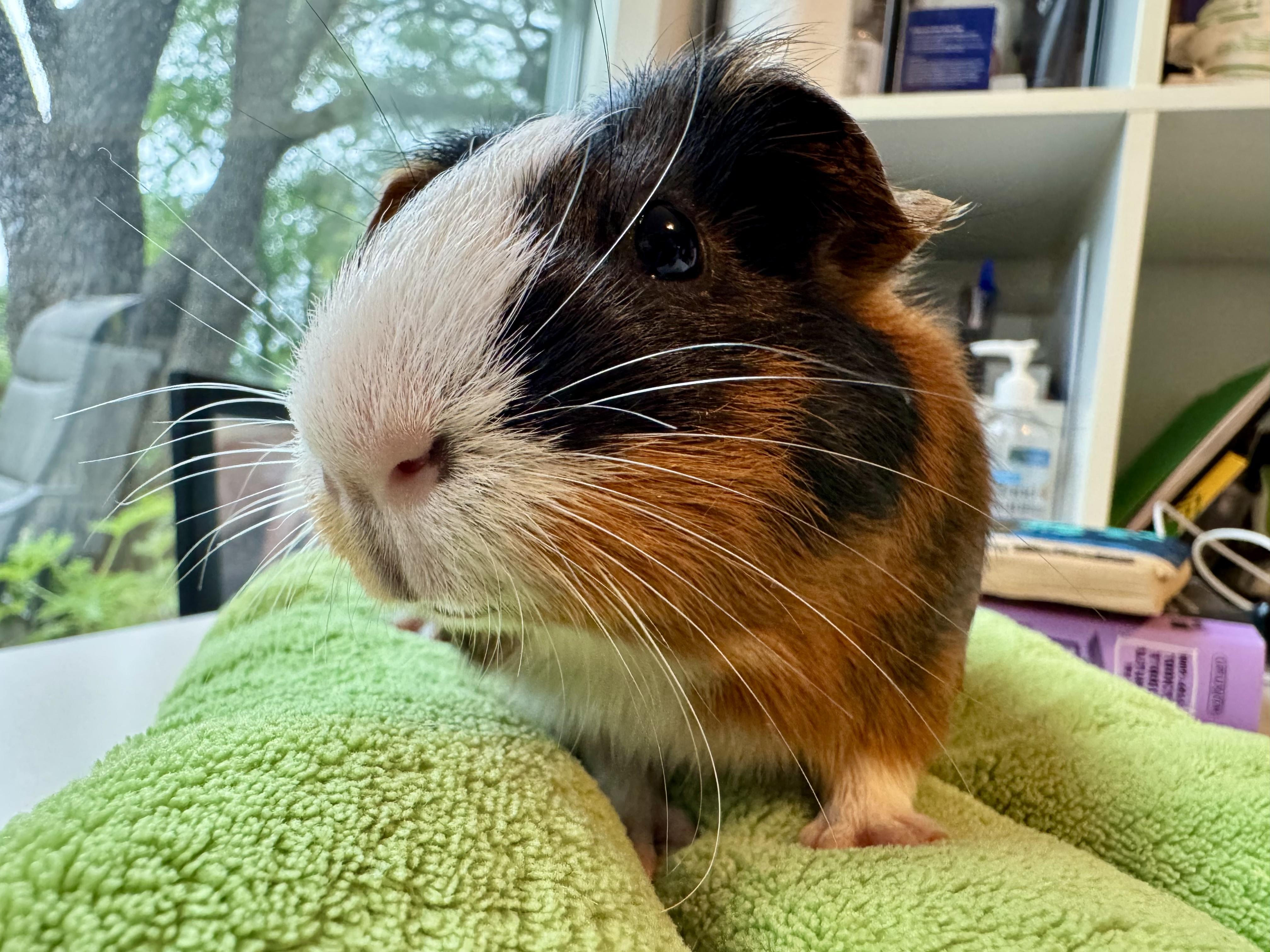 Enlarge Sepi, a ADOPTABLE Guinea Pig in Austin, TX image 3/5