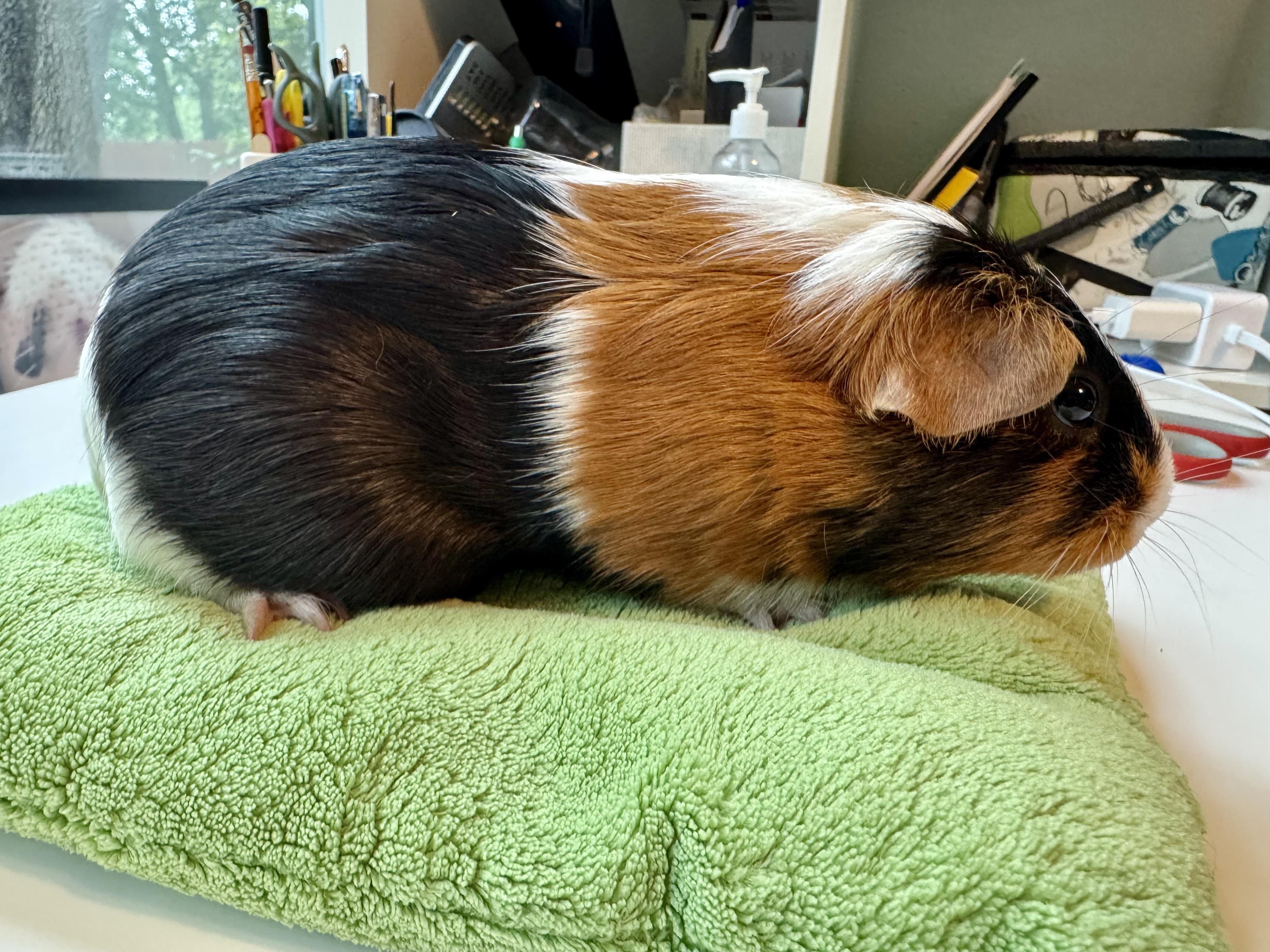 Enlarge Sepi, a ADOPTABLE Guinea Pig in Austin, TX image 4/5