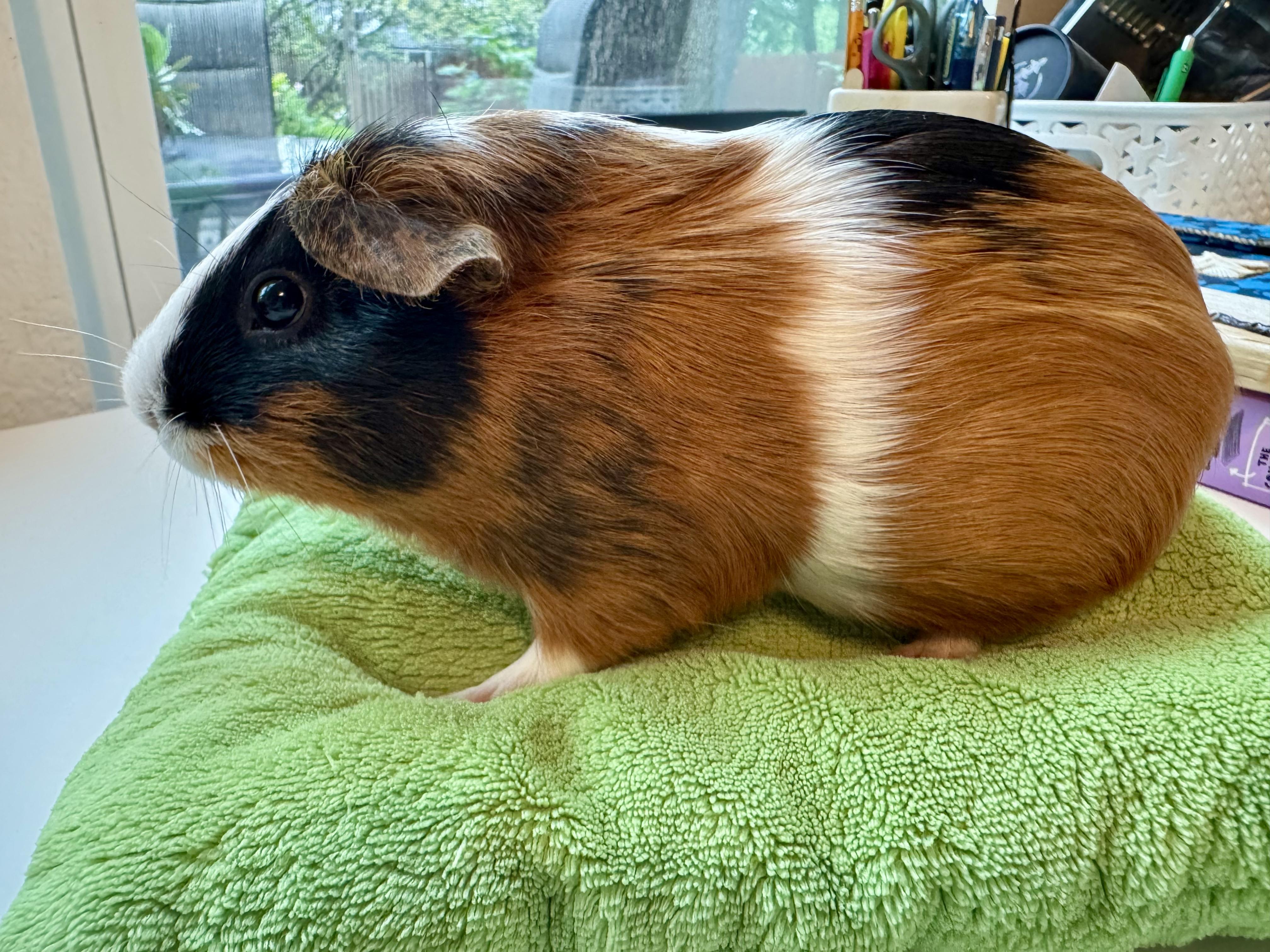 Enlarge Sepi, a ADOPTABLE Guinea Pig in Austin, TX image 5/5