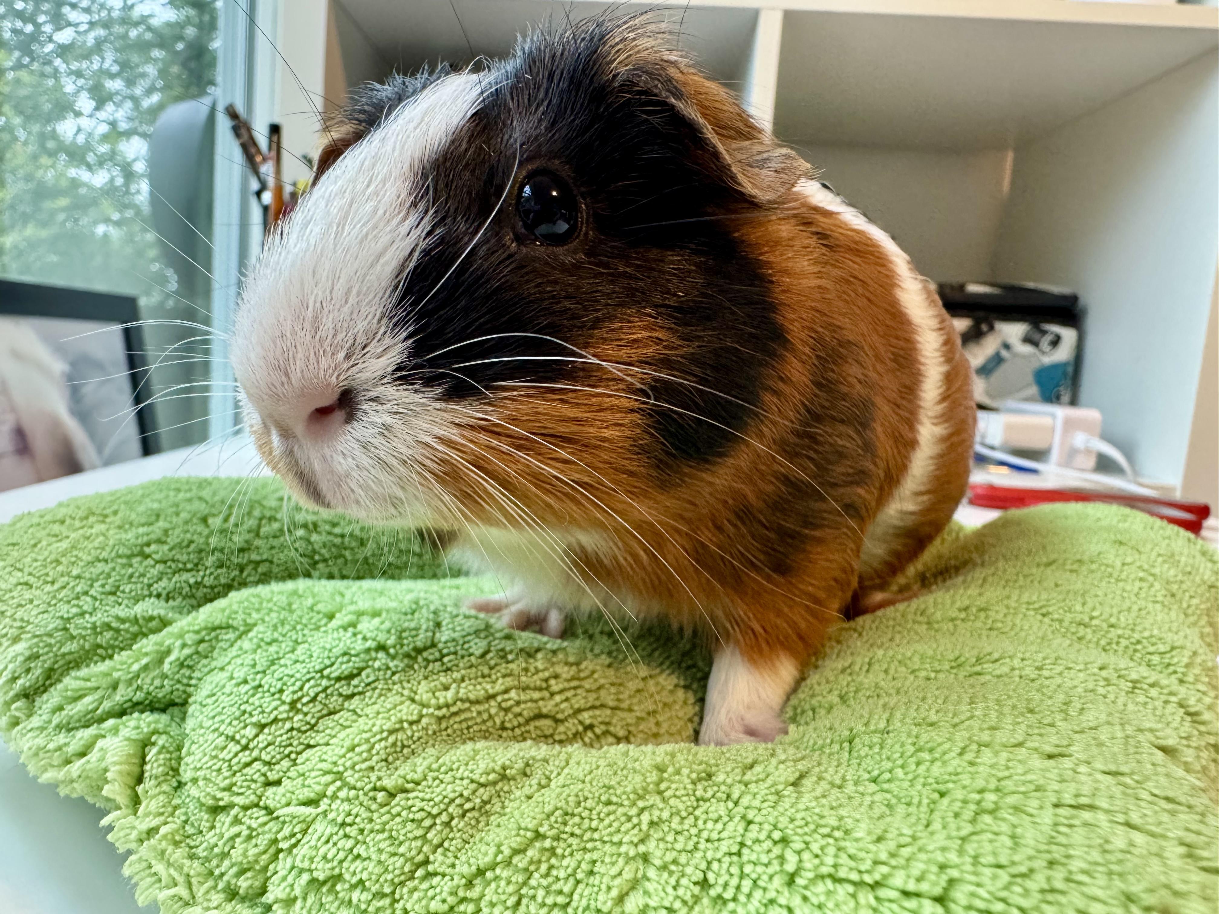 Enlarge Sepi, a ADOPTABLE Guinea Pig in Austin, TX image 2/5