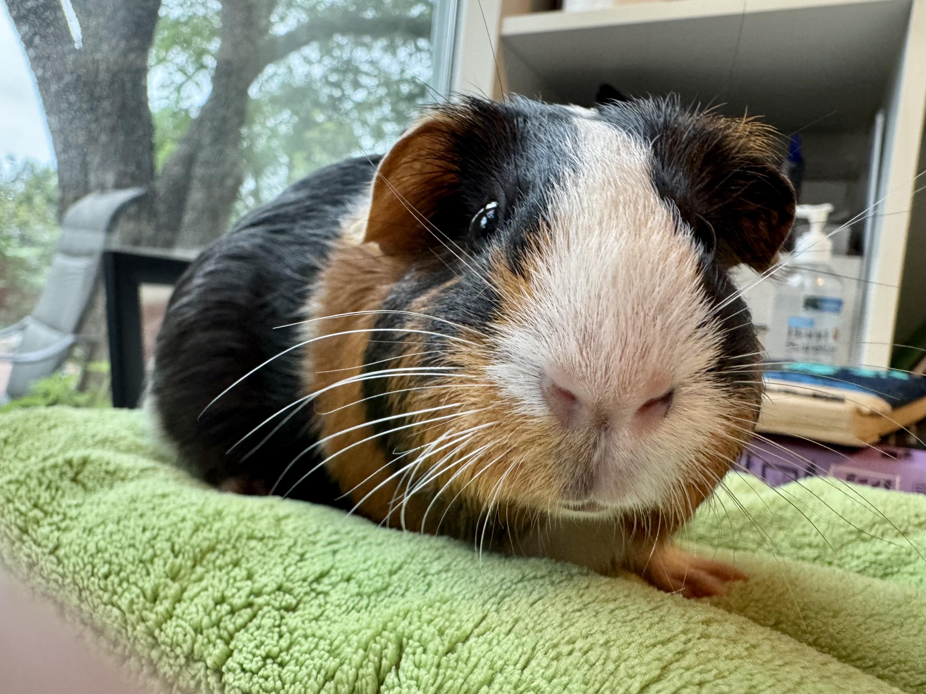Sepi, ADOPTABLE, Adult Female Guinea Pig.