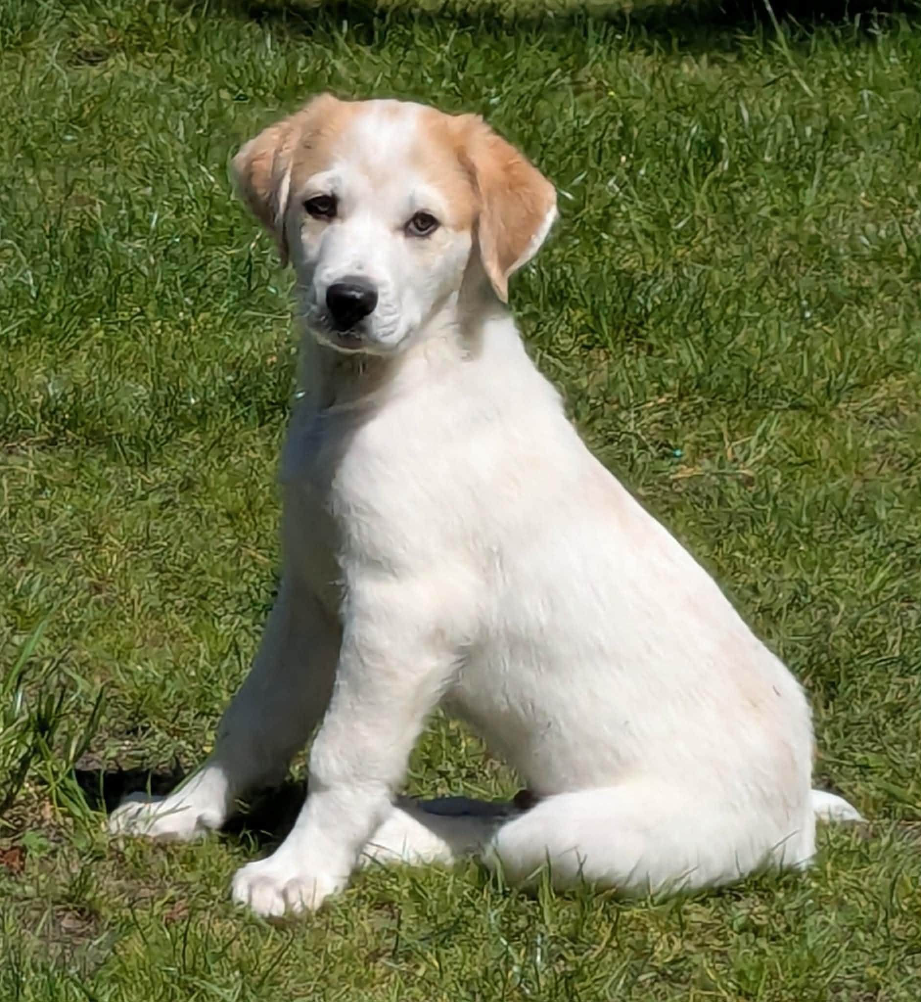 Peep (Easter litter), Adoptable, Puppy Male Great Pyrenees & Cattle Dog.