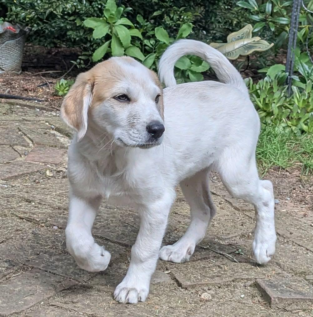 Peep (Easter litter), a Adoptable mixed breed in Silvana, WA image 2/5
