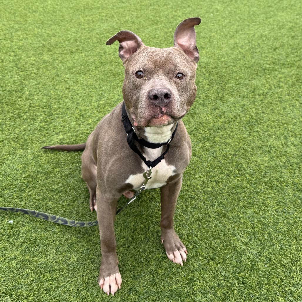 Enlarge Blueberry Jam, a Adoptable Mixed Breed in Pittsburgh, PA image 2/6