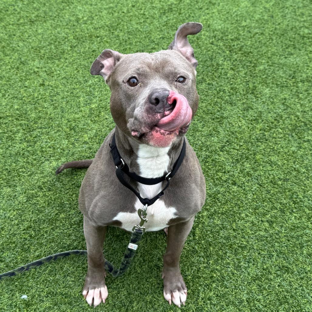 Enlarge Blueberry Jam, a Adoptable Mixed Breed in Pittsburgh, PA image 3/6