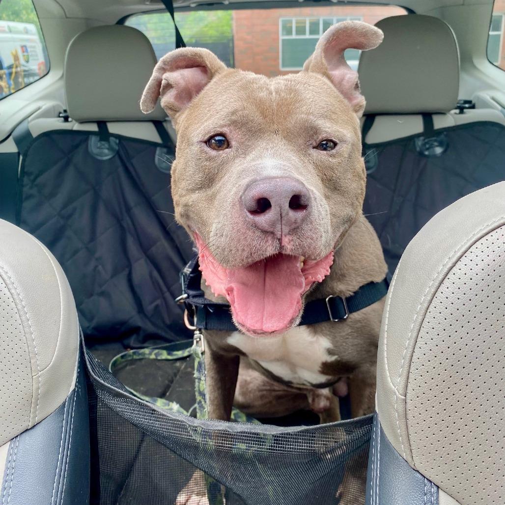 Enlarge Blueberry Jam, a Adoptable Mixed Breed in Pittsburgh, PA image 5/6
