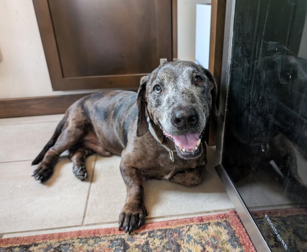 Elmer, an adoptable Basset Hound, Dachshund in Powell Butte, OR, 97753 | Photo Image 2