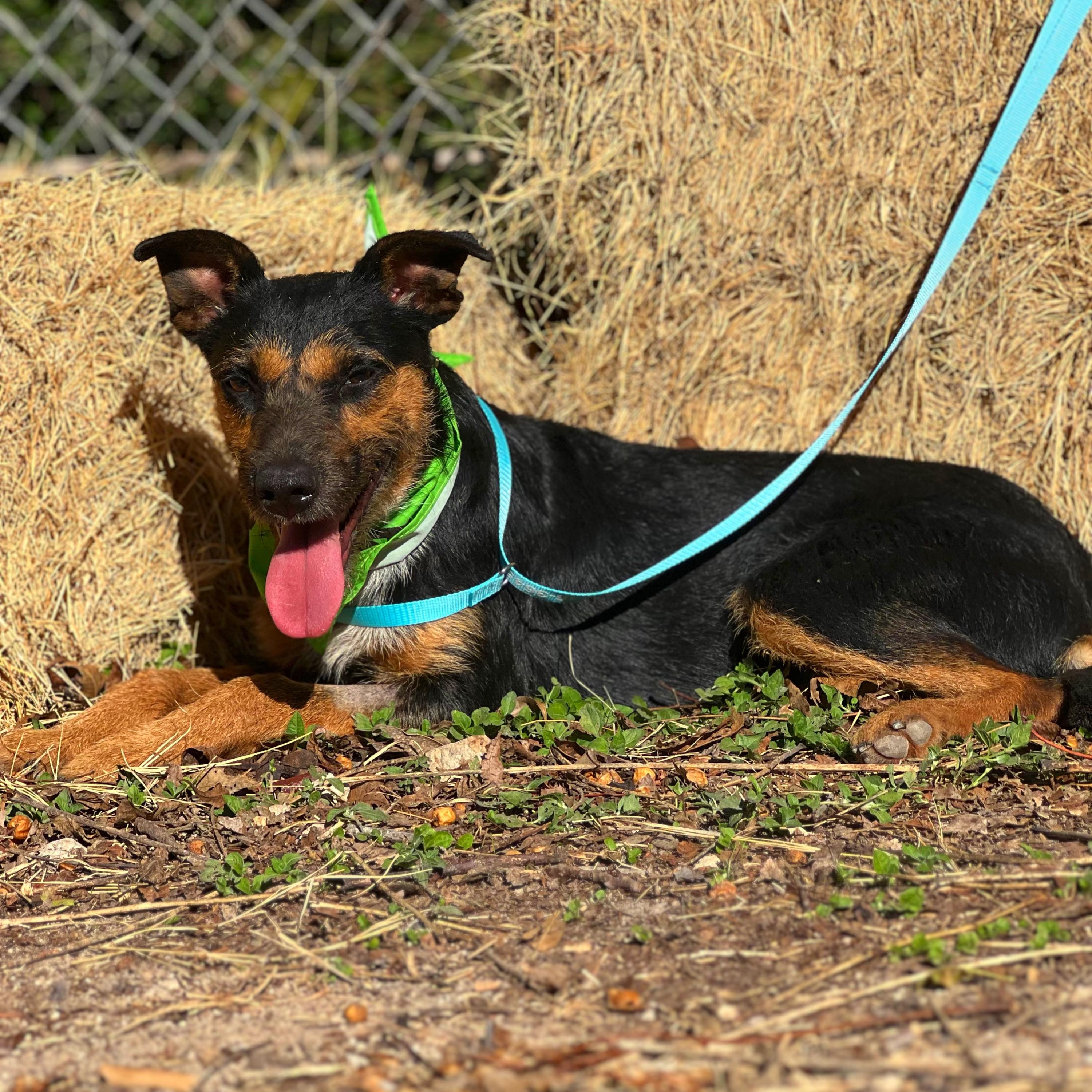 Jagger, a Adoptable mixed breed in Madisonville, TX image 1/6