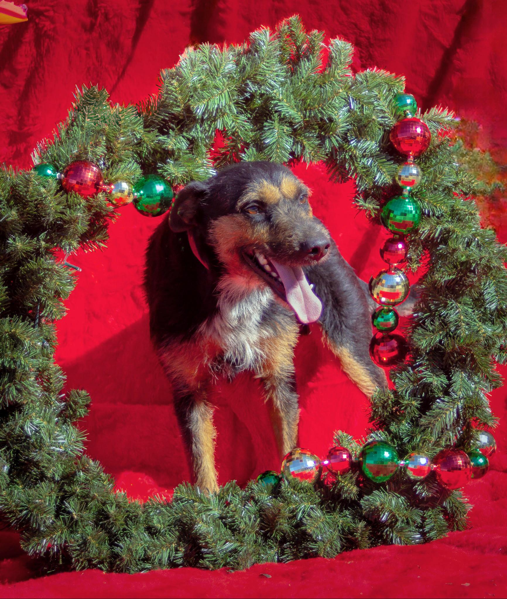 Enlarge Jagger, a Adoptable mixed breed in Madisonville, TX image 2/6