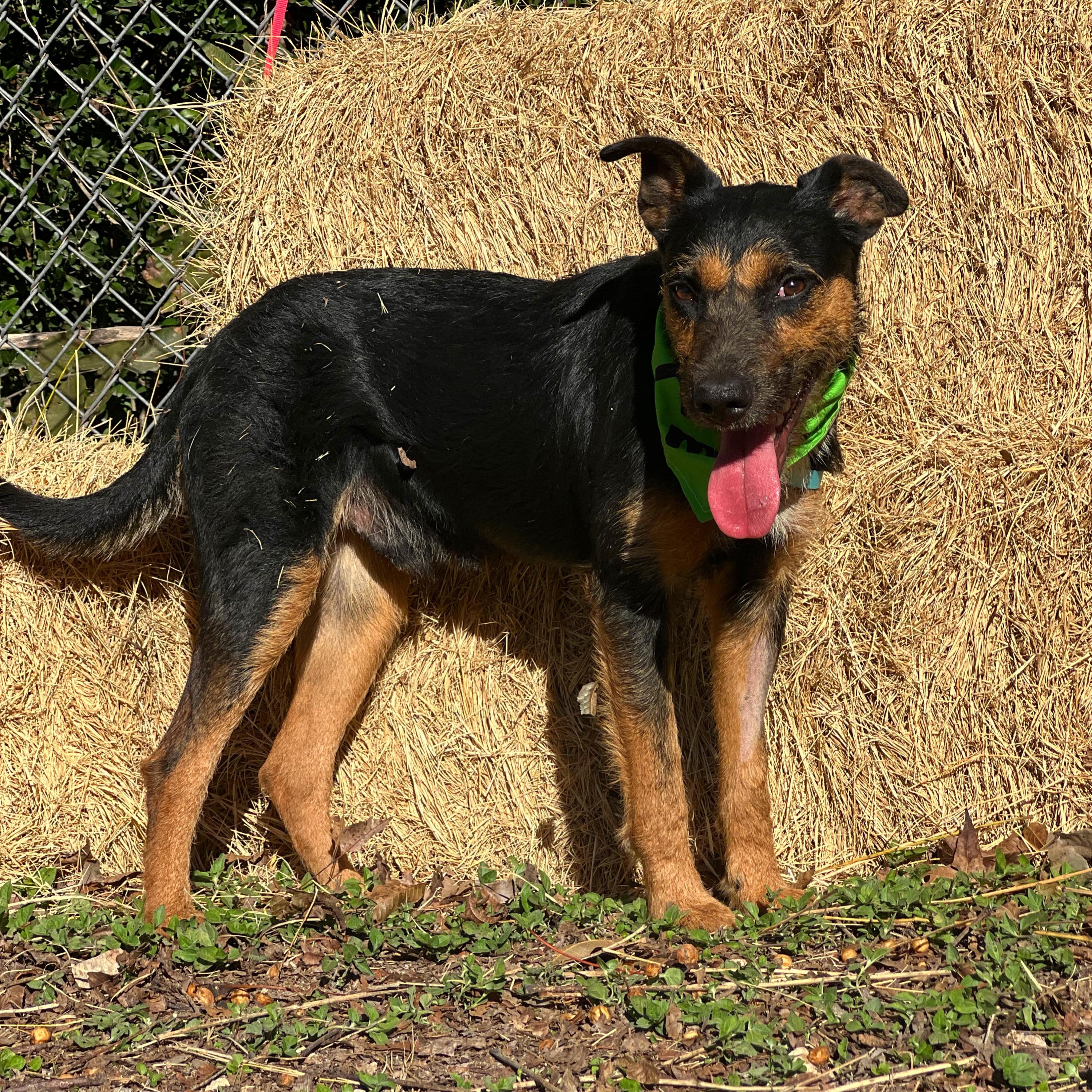 Jagger, a Adoptable mixed breed in Madisonville, TX image 2/6