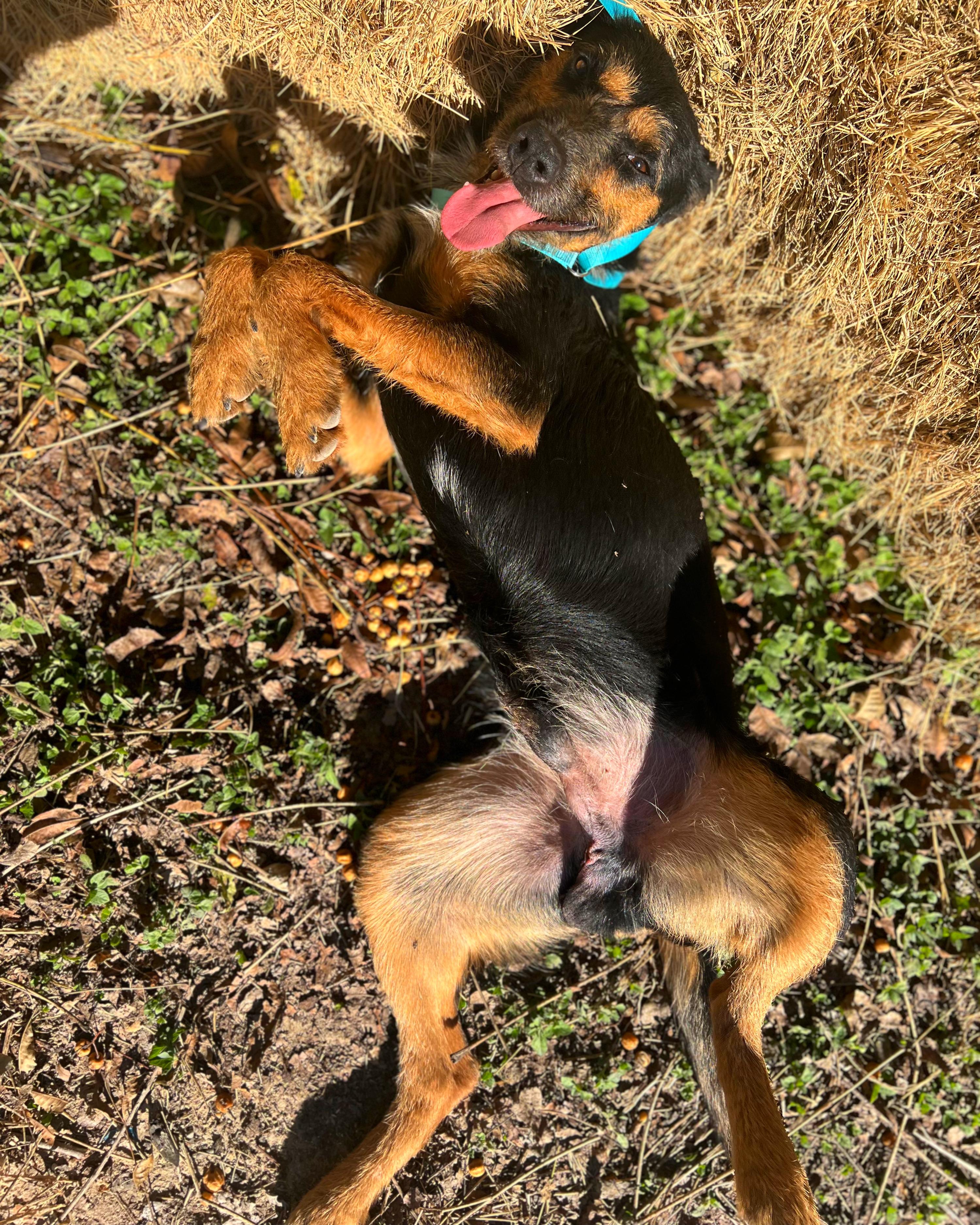 Jagger, a Adoptable mixed breed in Madisonville, TX image 3/6